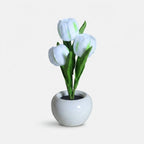 Studio collection image
