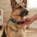 Hundetraining Halsband mit Schnellverschluss und Chromkette