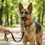 Hundetraining Halsband mit Schnellverschluss und Chromkette